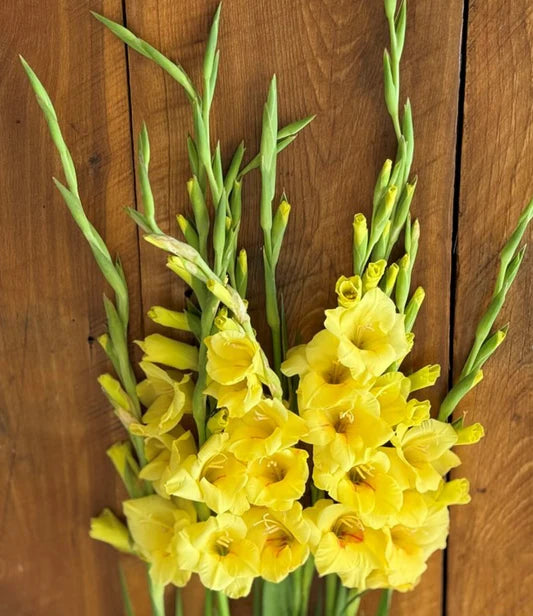 Bananarama Gladiolus