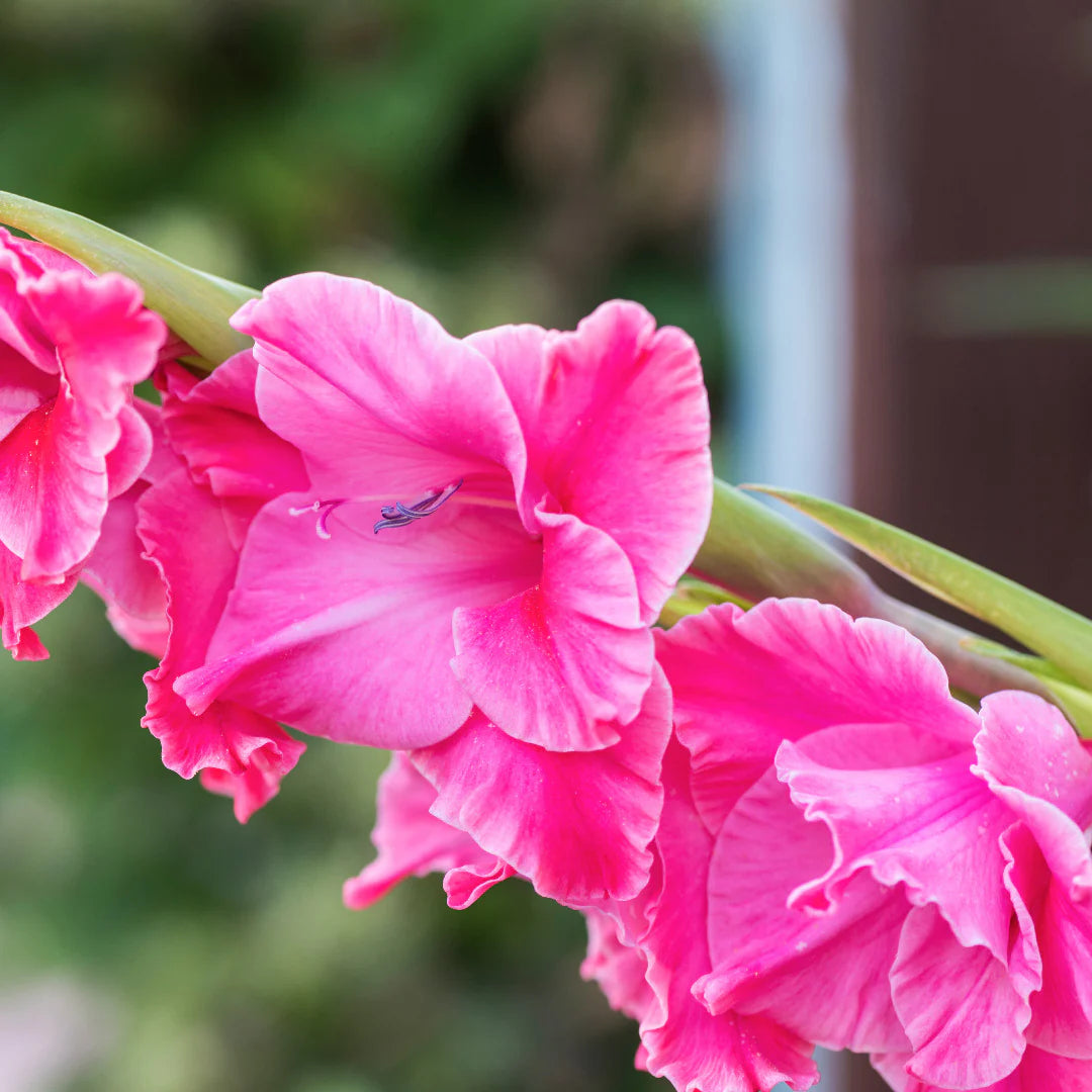 Fairy Tale Pink Gladiolus