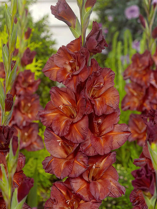 Chocolate Gladiolus