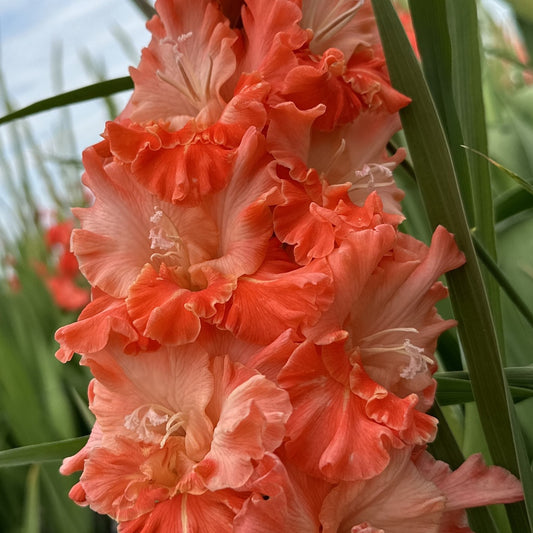 Coral Crush Gladiolus