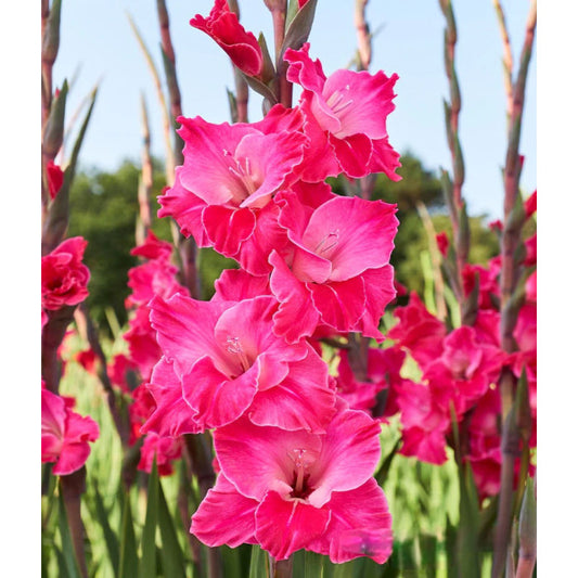 Fairy Tale Pink Gladiolus
