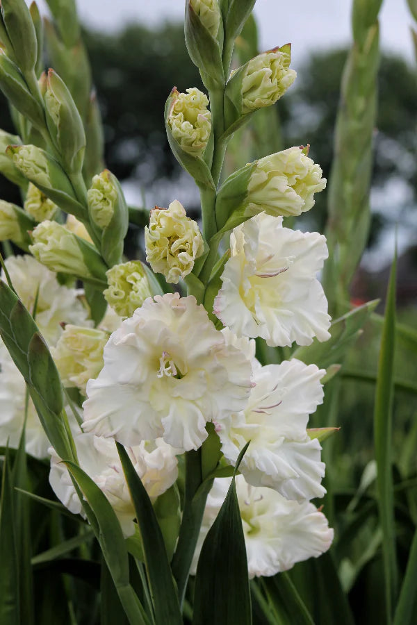 Ivory Perfection Gladiolus