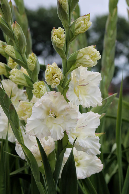 Ivory Perfection Gladiolus