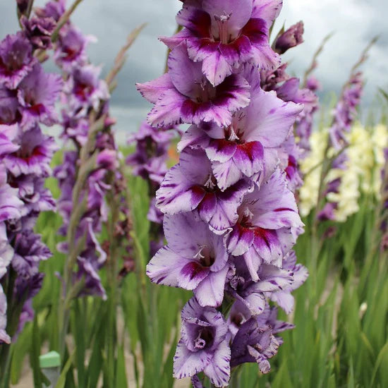 Passos Gladiolus