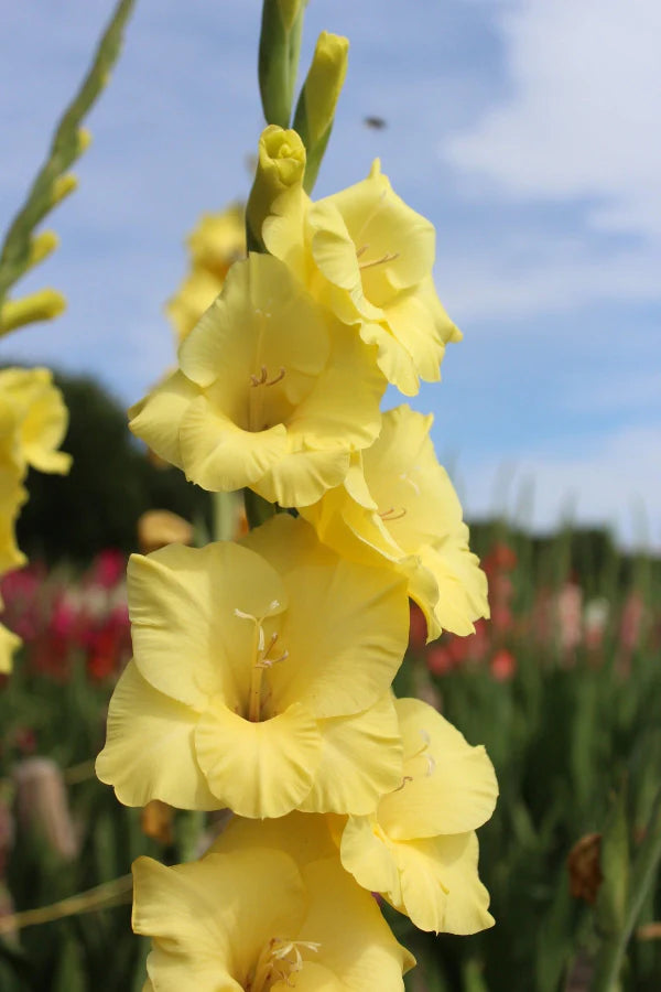 Bananarama Gladiolus