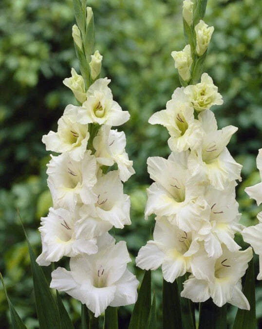 Ivory Perfection Gladiolus