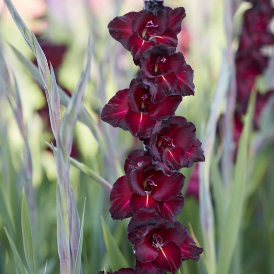 Black Sea Gladiolus