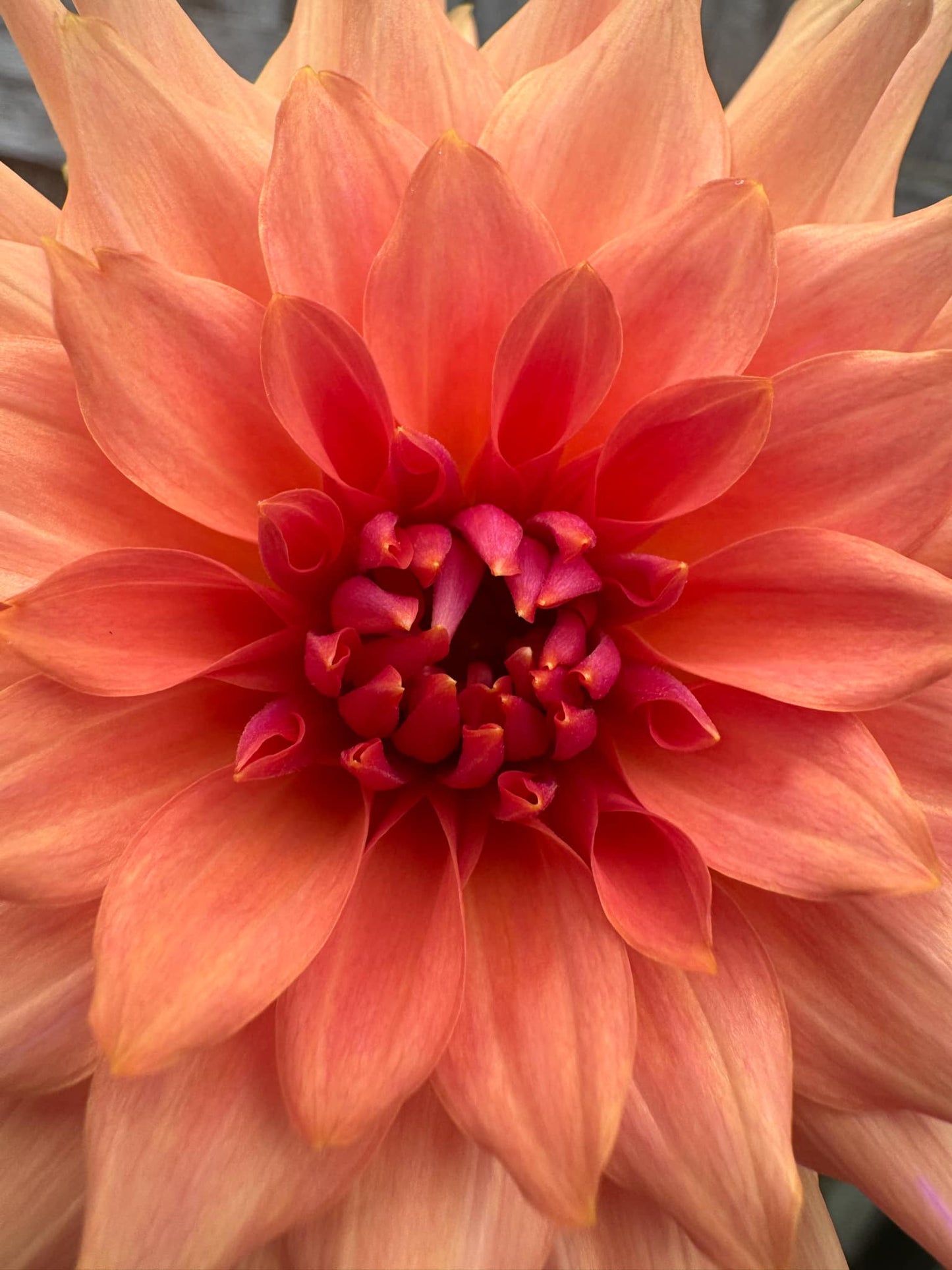 Terracotta Dahlia Tuber