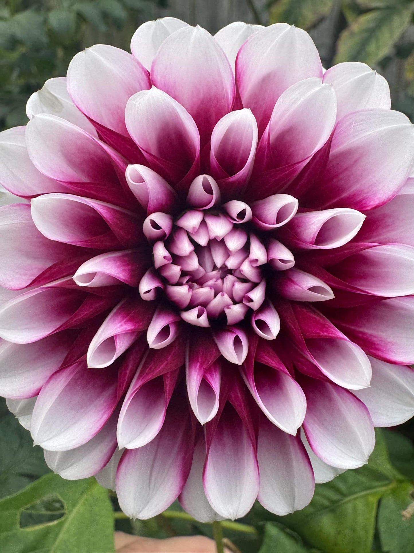 Edinburgh Dahlia Tuber