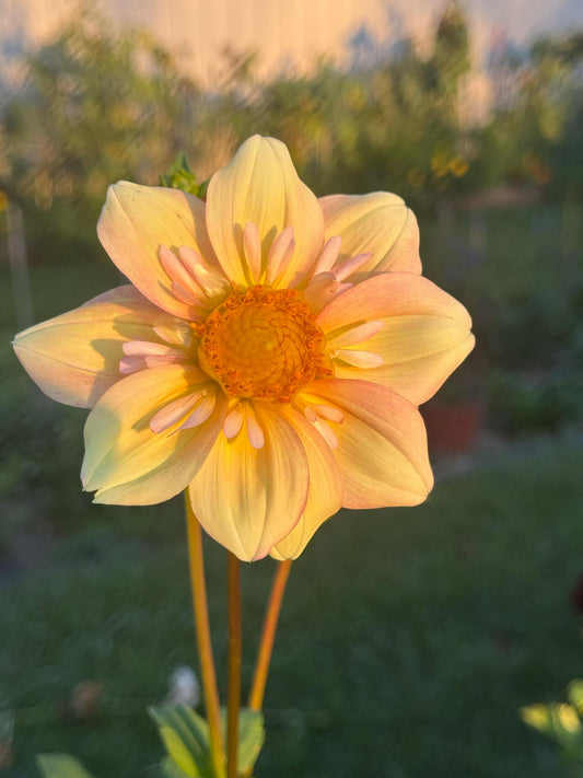 BQ Golden Dahlia Tuber