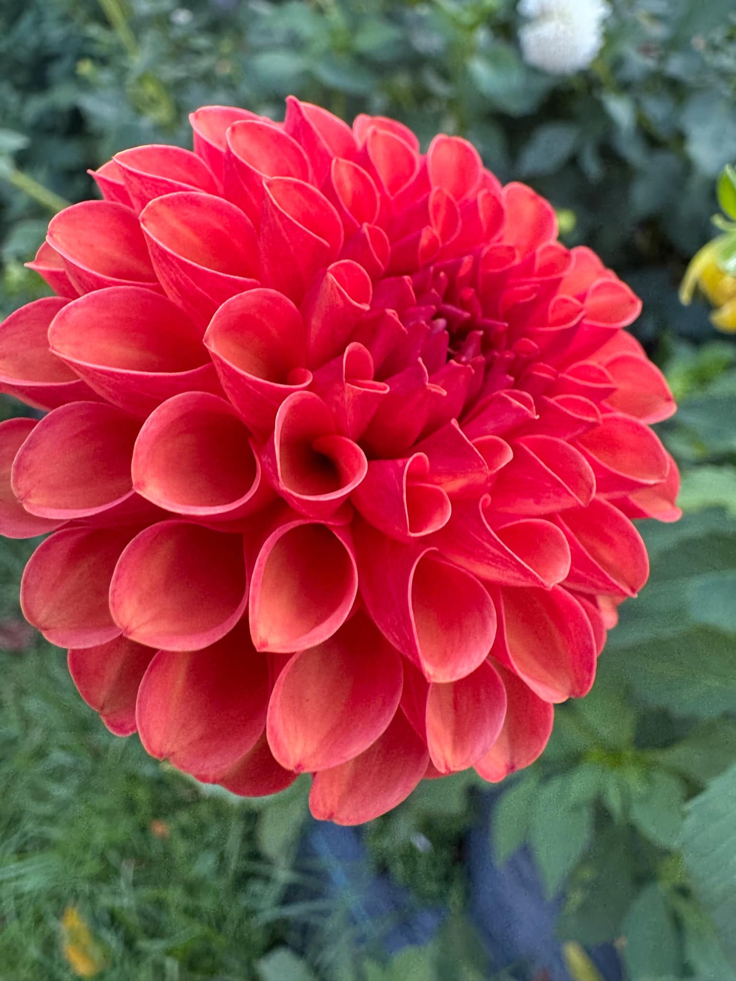 Valley Rust Bucket Dahlia Tuber
