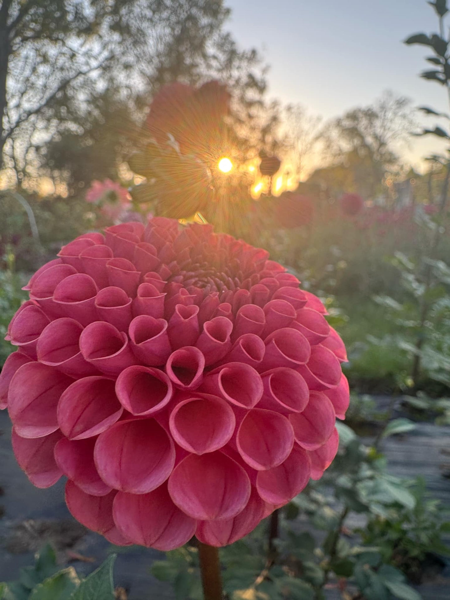 Ferncliff Rusty Dahlia Tuber