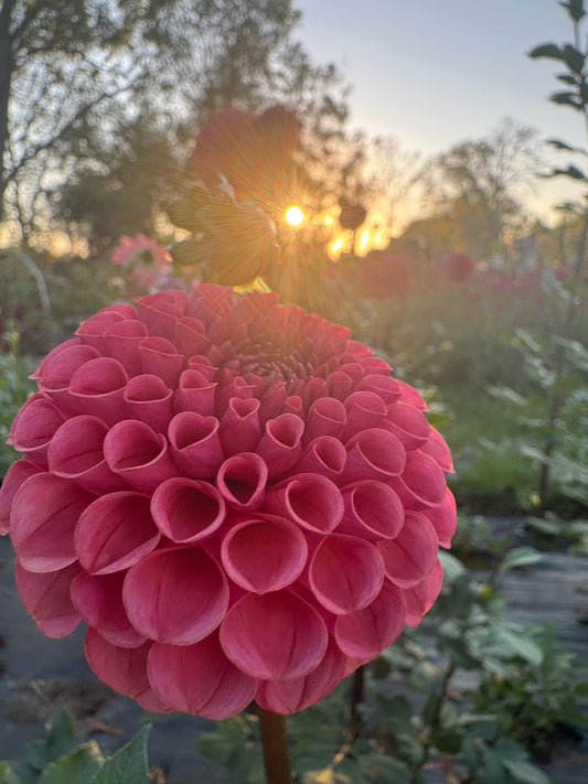 Ferncliff Rusty Dahlia Tuber