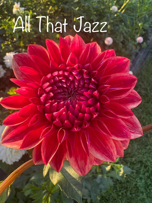 All that Jazz Dahlia Tuber