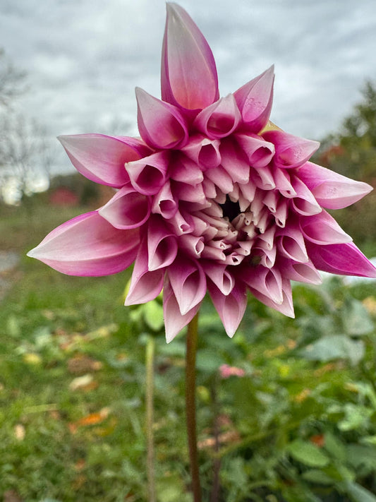 Amelia Bedelia Dahlia Tuber