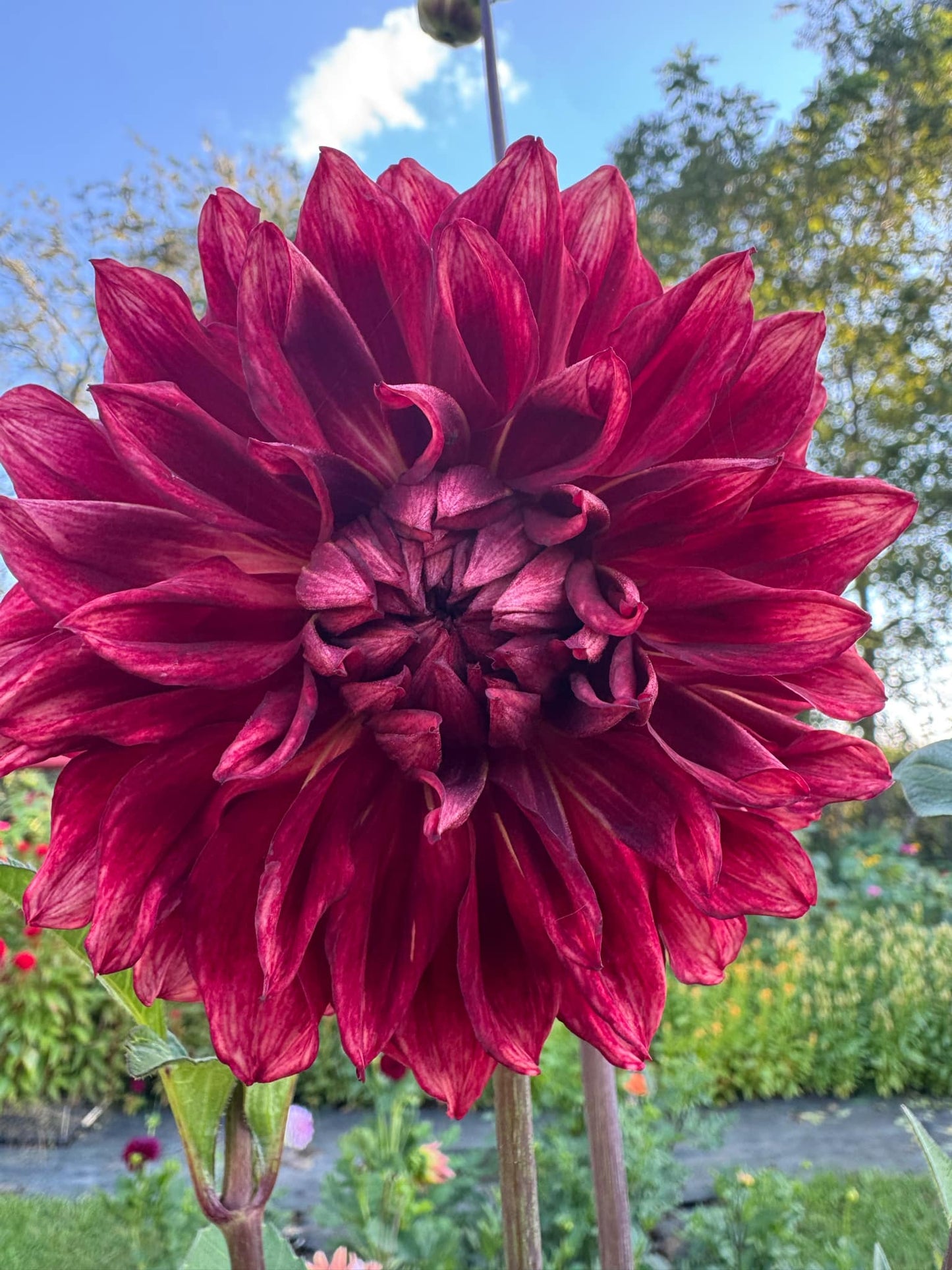 BQ York Dahlia Tuber