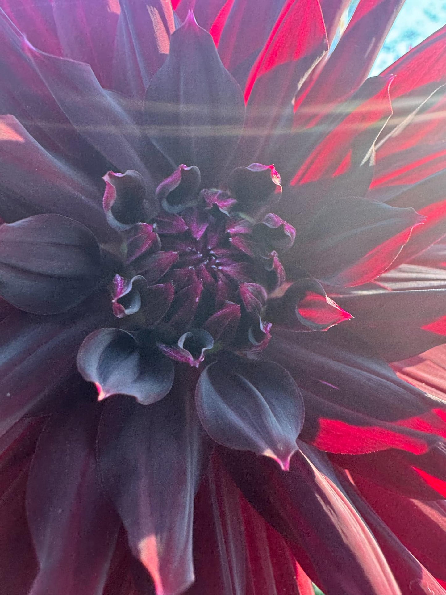 Rip City Dahlia Tuber
