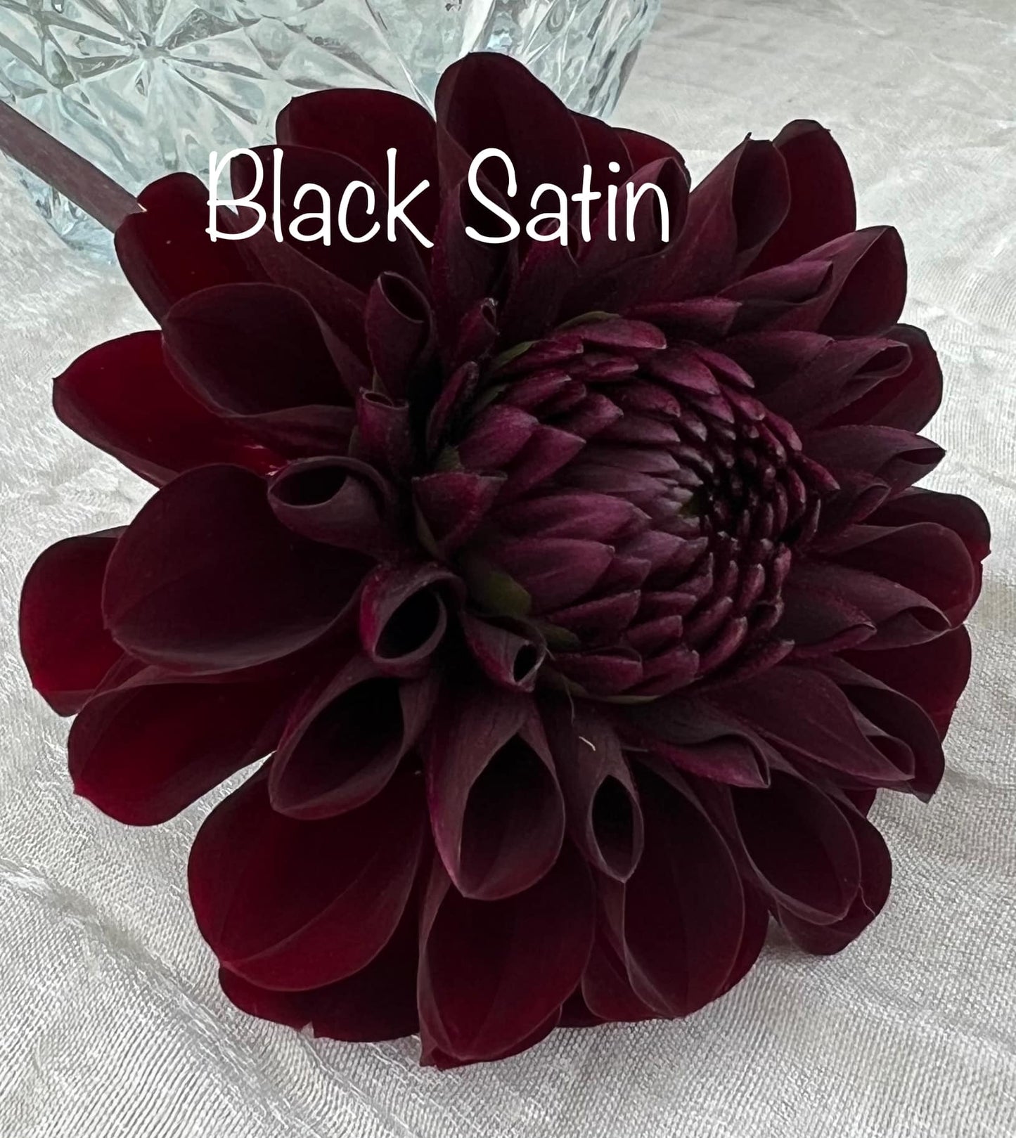 Black Satin Dahlia Tuber