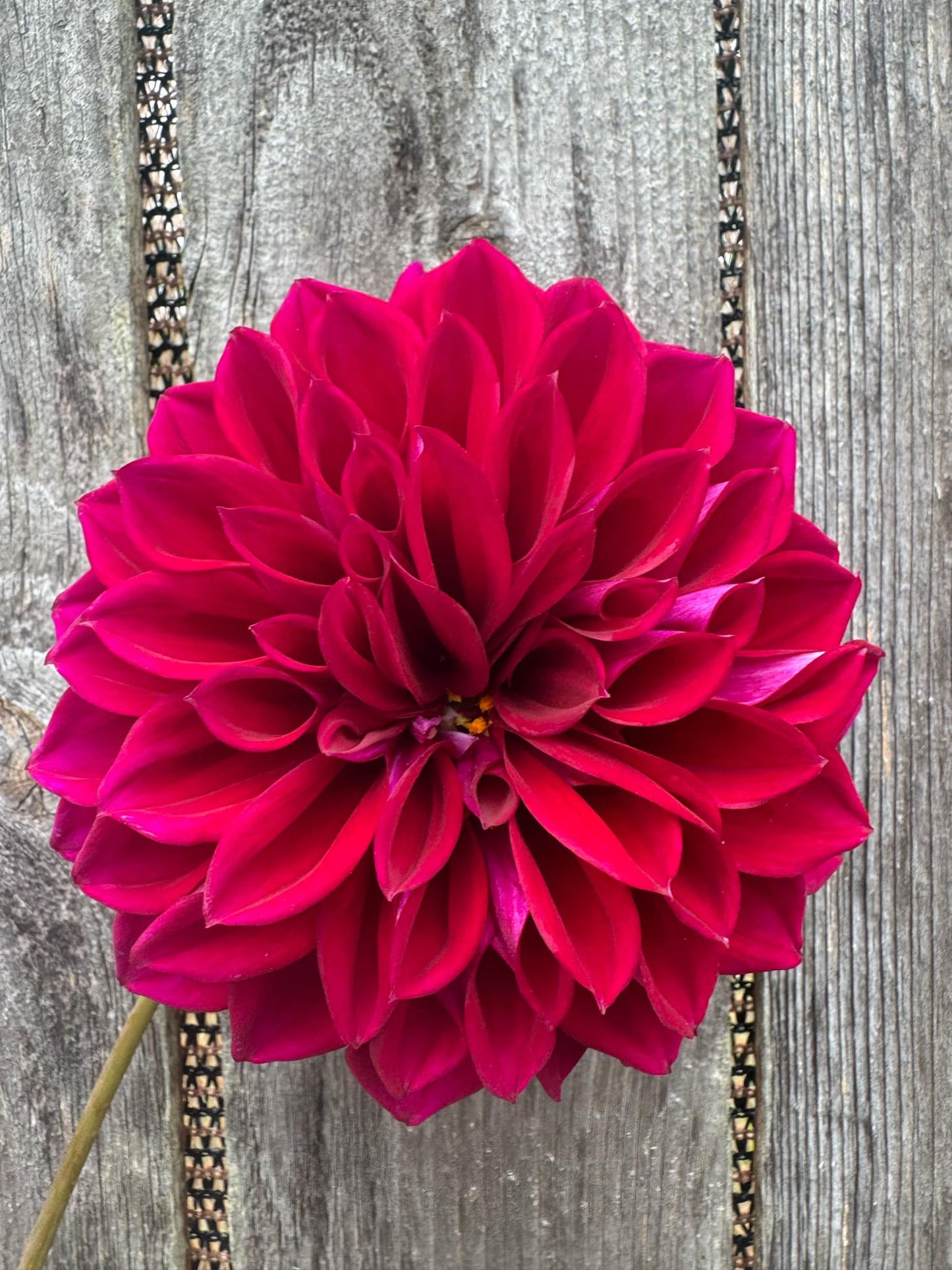 Diva Dahlia Tuber