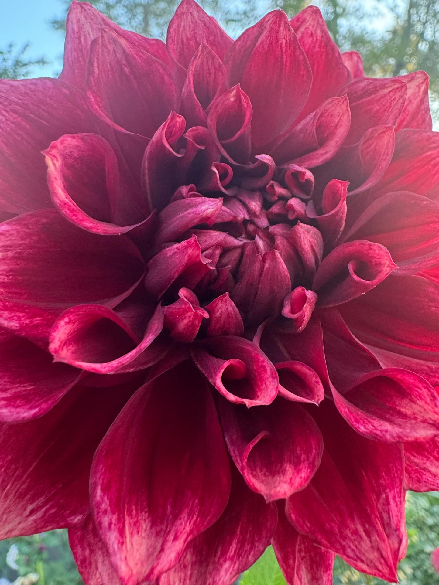 BQ York Dahlia Tuber