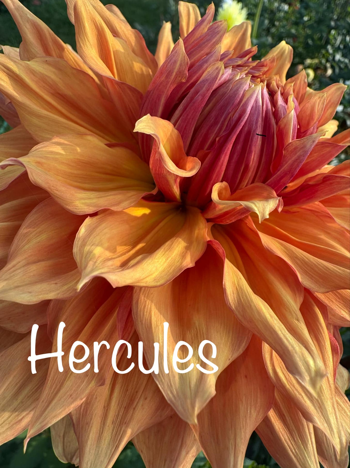 Hercules Dahlia Tuber