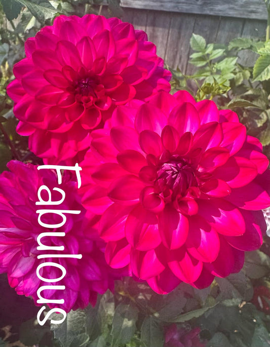 Fabulous Dahlia Tuber