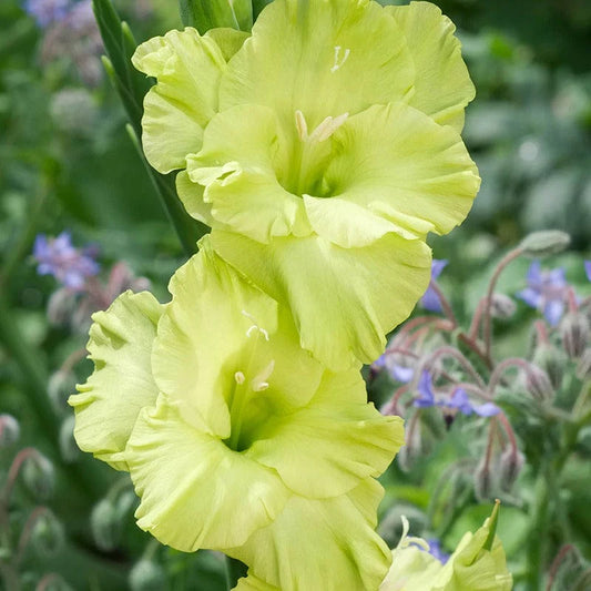 Green Star Gladiolus