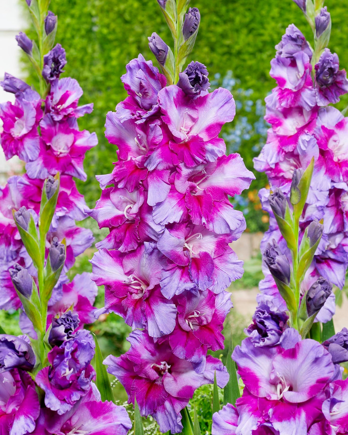 Purple Art Gladiolus